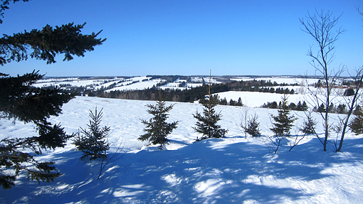 snowy fields