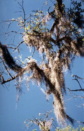 Spanish Moss